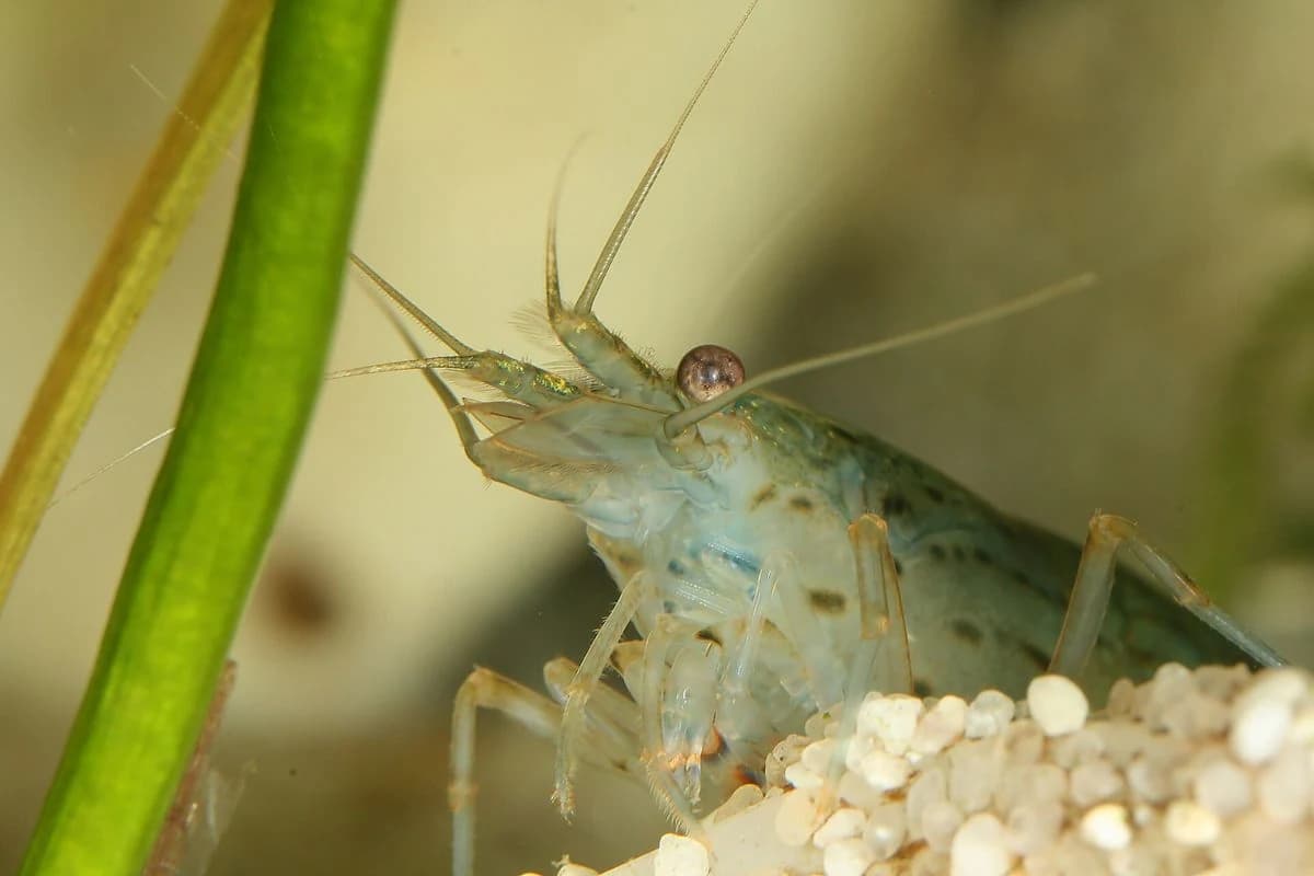 Amano Shrimp aquarium species thumbnail