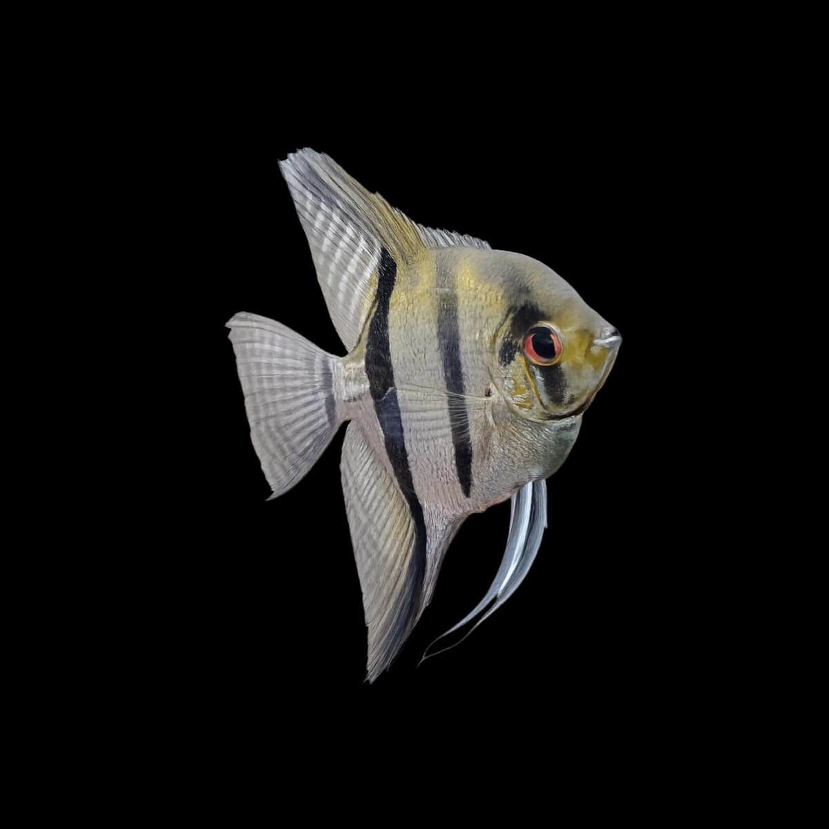 Angelfish aquarium species thumbnail