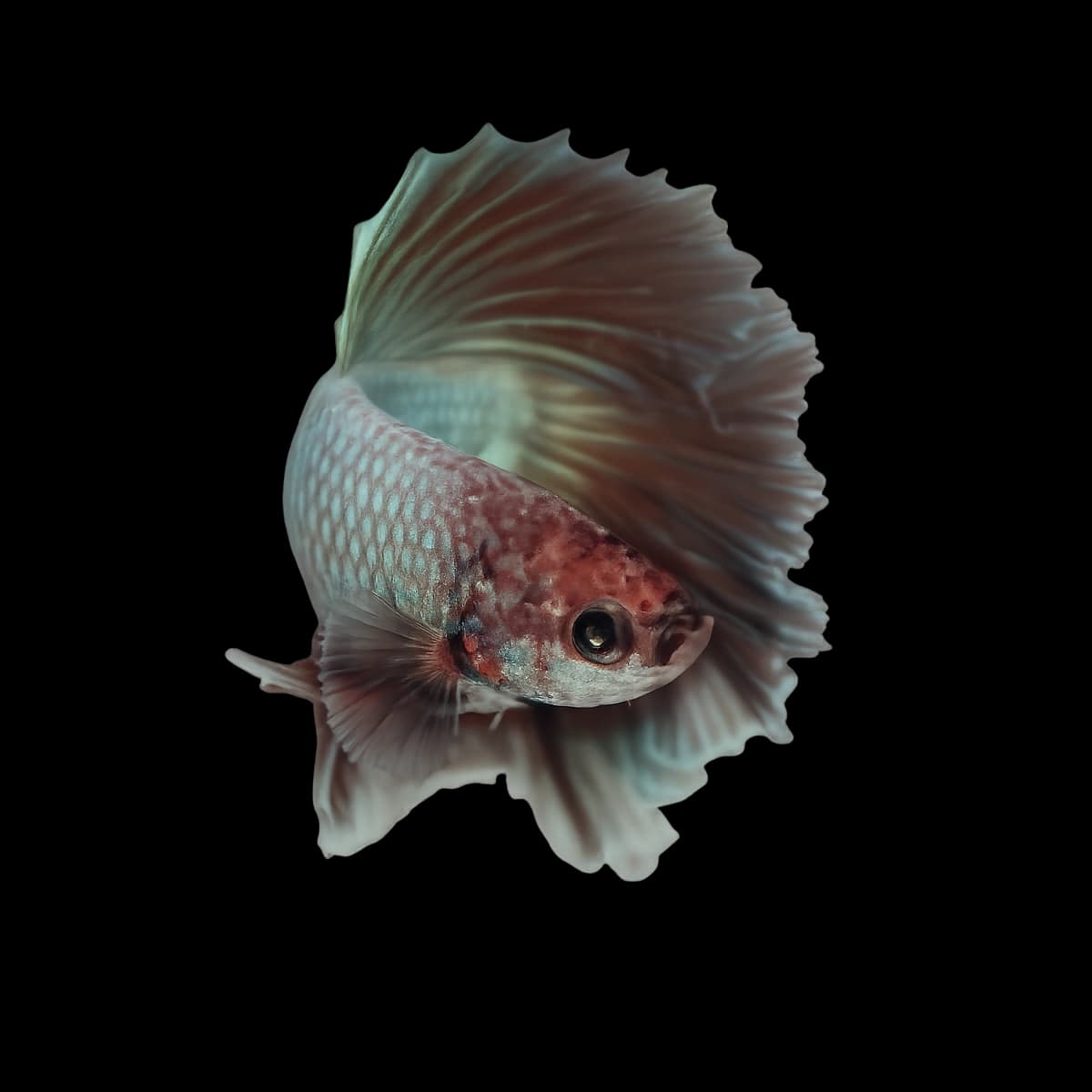 Betta aquarium species thumbnail