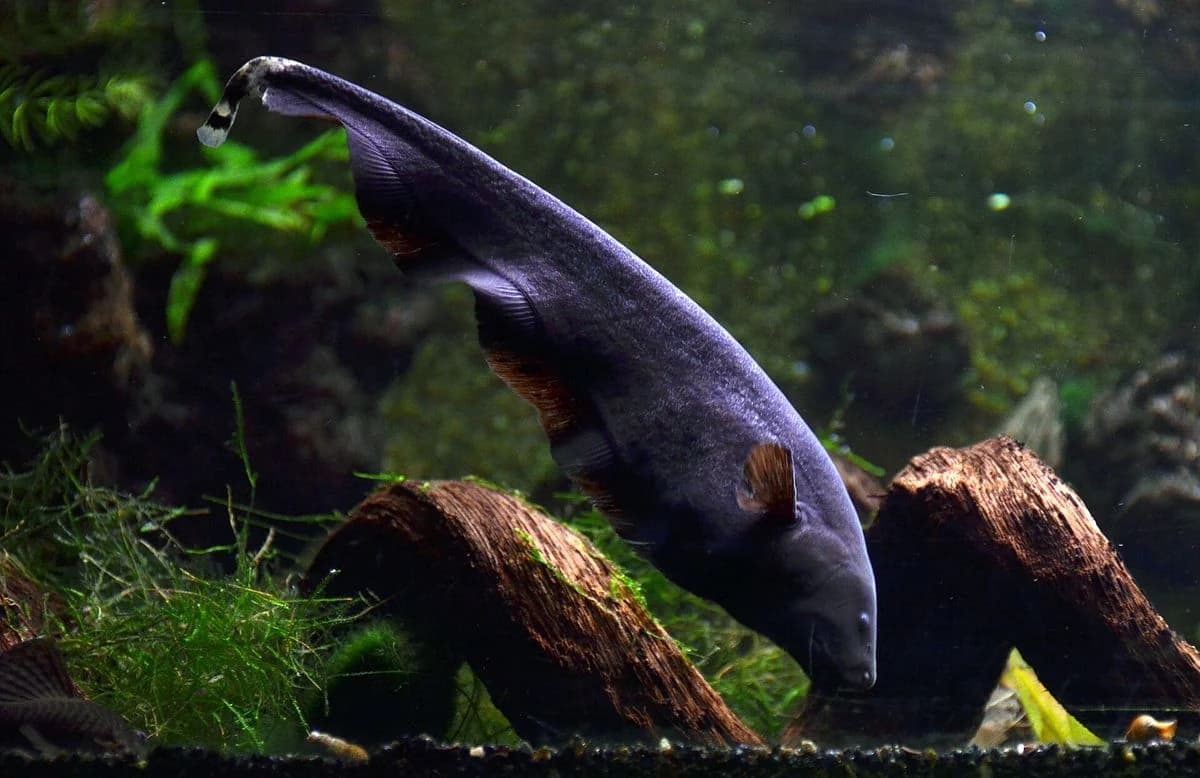 Black Ghost Knifefish aquarium species thumbnail