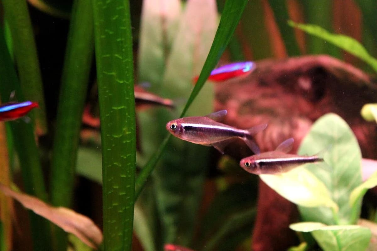 Black Neon Tetra aquarium species thumbnail