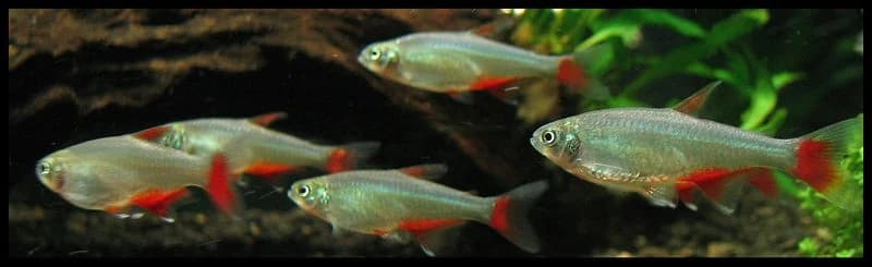 Bloodfin Tetra aquarium species thumbnail