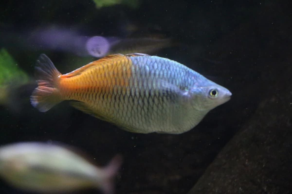 Boesemani Rainbowfish aquarium species thumbnail