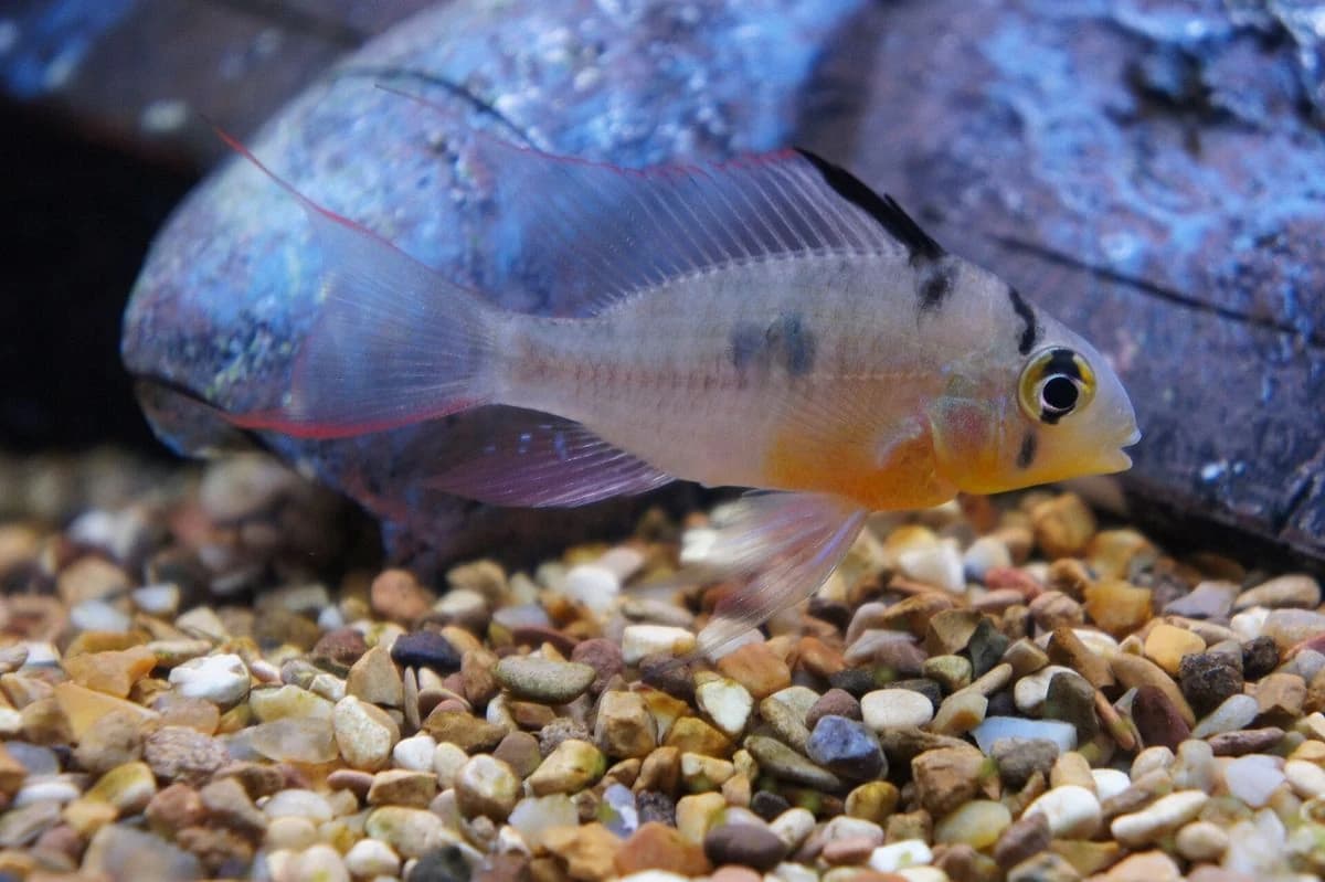 Bolivian Ram aquarium species thumbnail