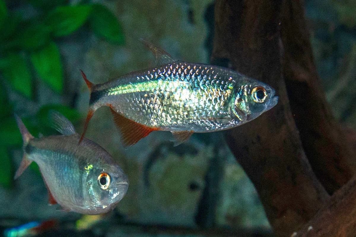 Buenos Aires Tetra aquarium species thumbnail
