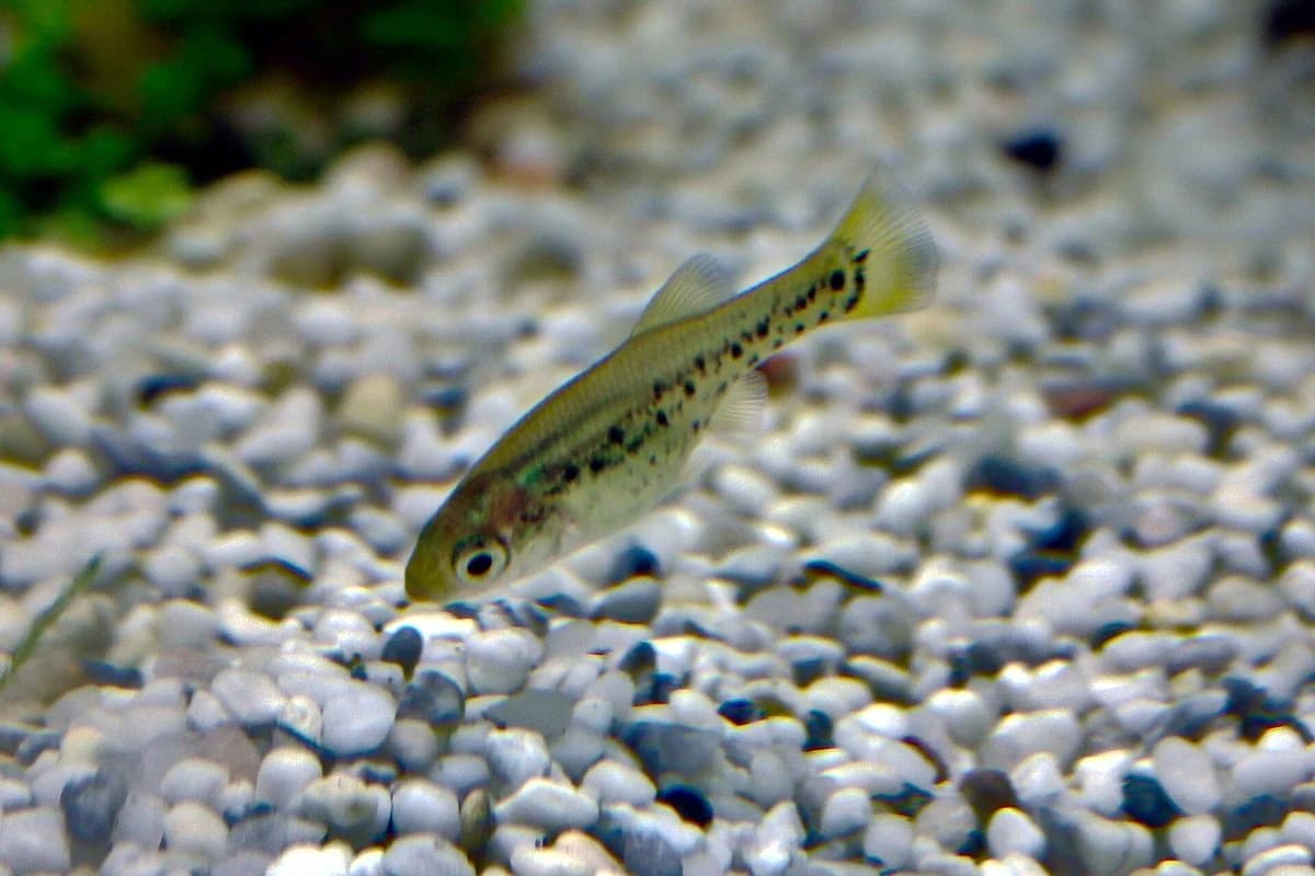 Butterfly Splitfin aquarium species thumbnail
