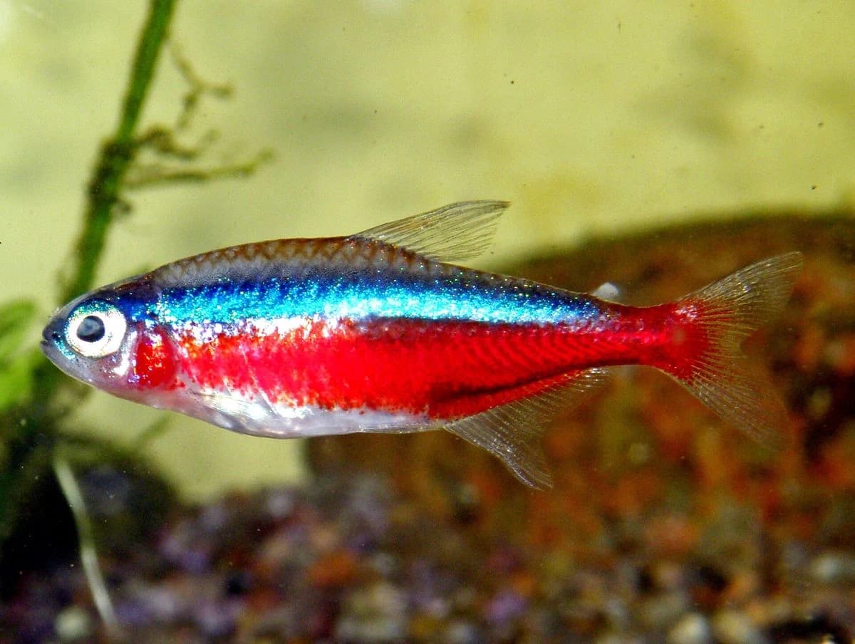 Cardinal Tetra aquarium species thumbnail
