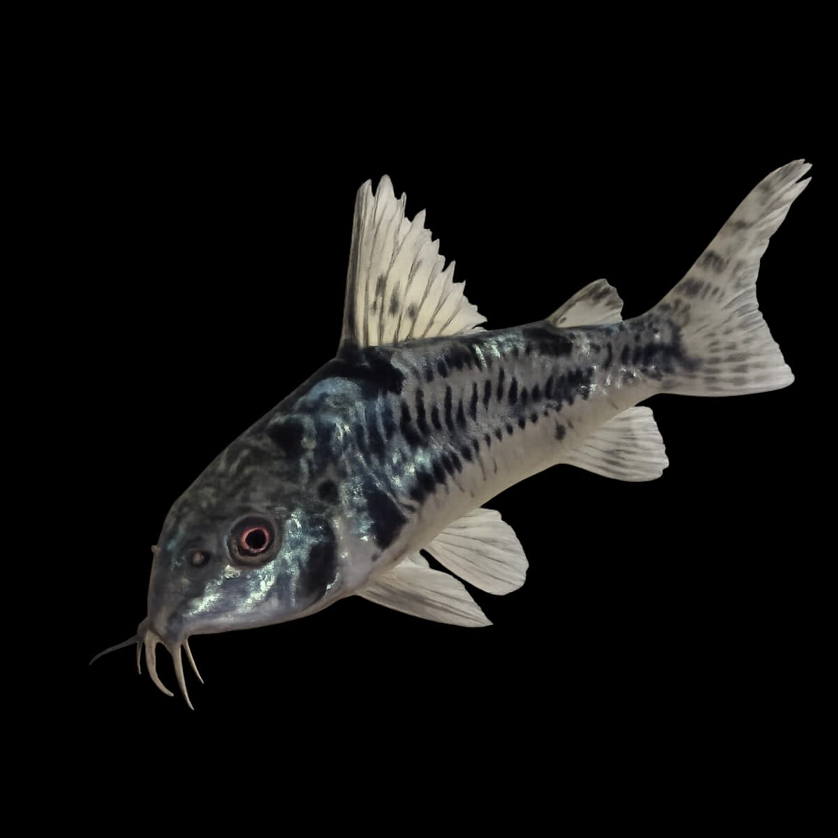 Corydoras Catfish aquarium species thumbnail