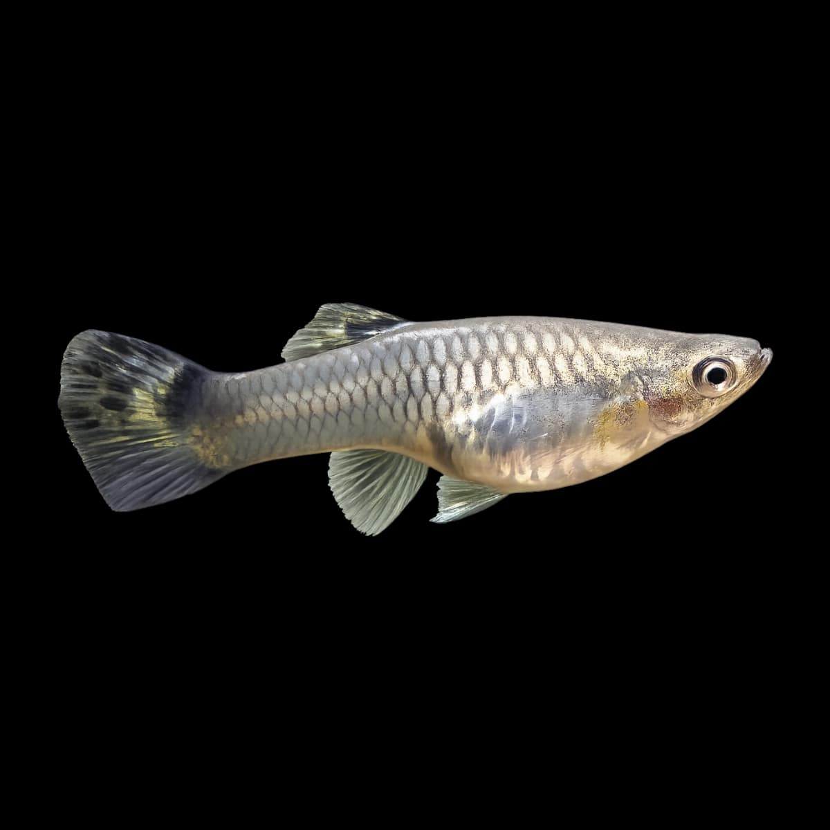 Guppy aquarium species thumbnail