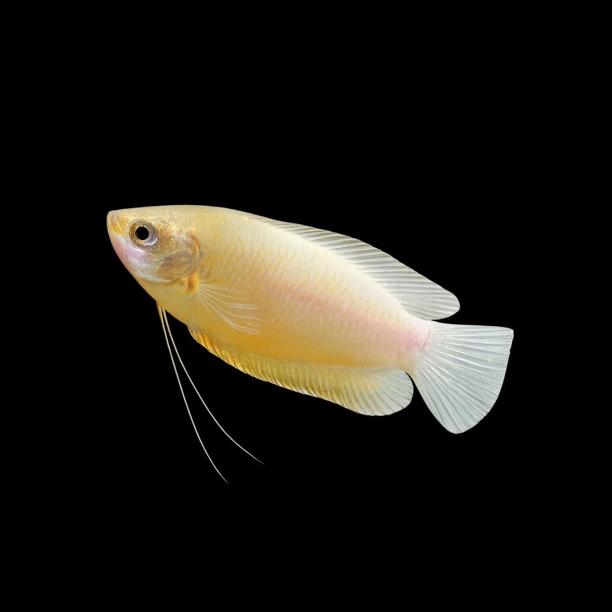 Honey Gourami aquarium species thumbnail