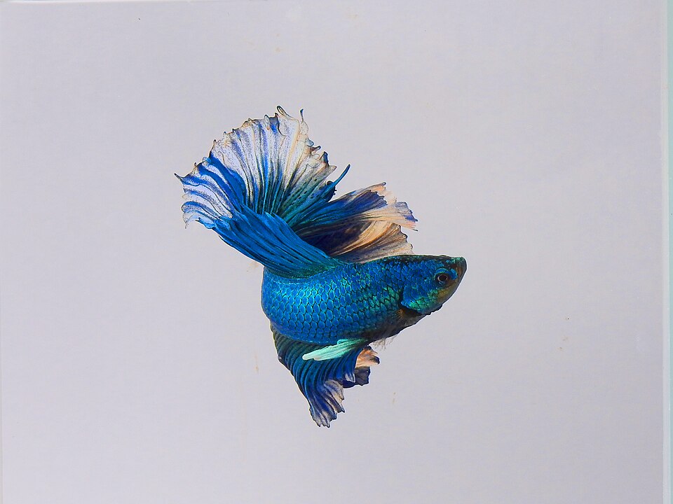 blue-betta-fish