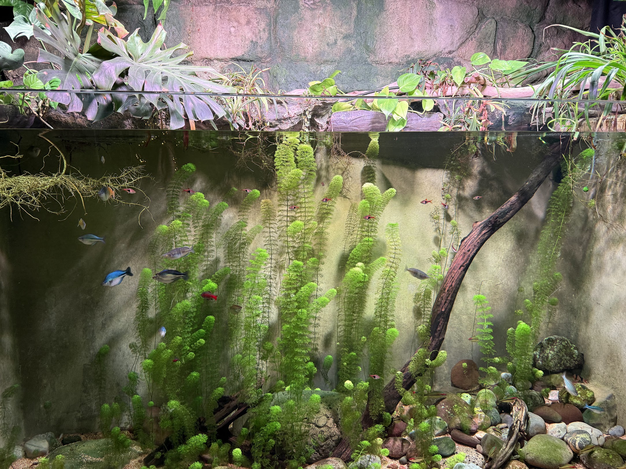 Large planted freshwater aquarium containing small fish at multiple swimming levels