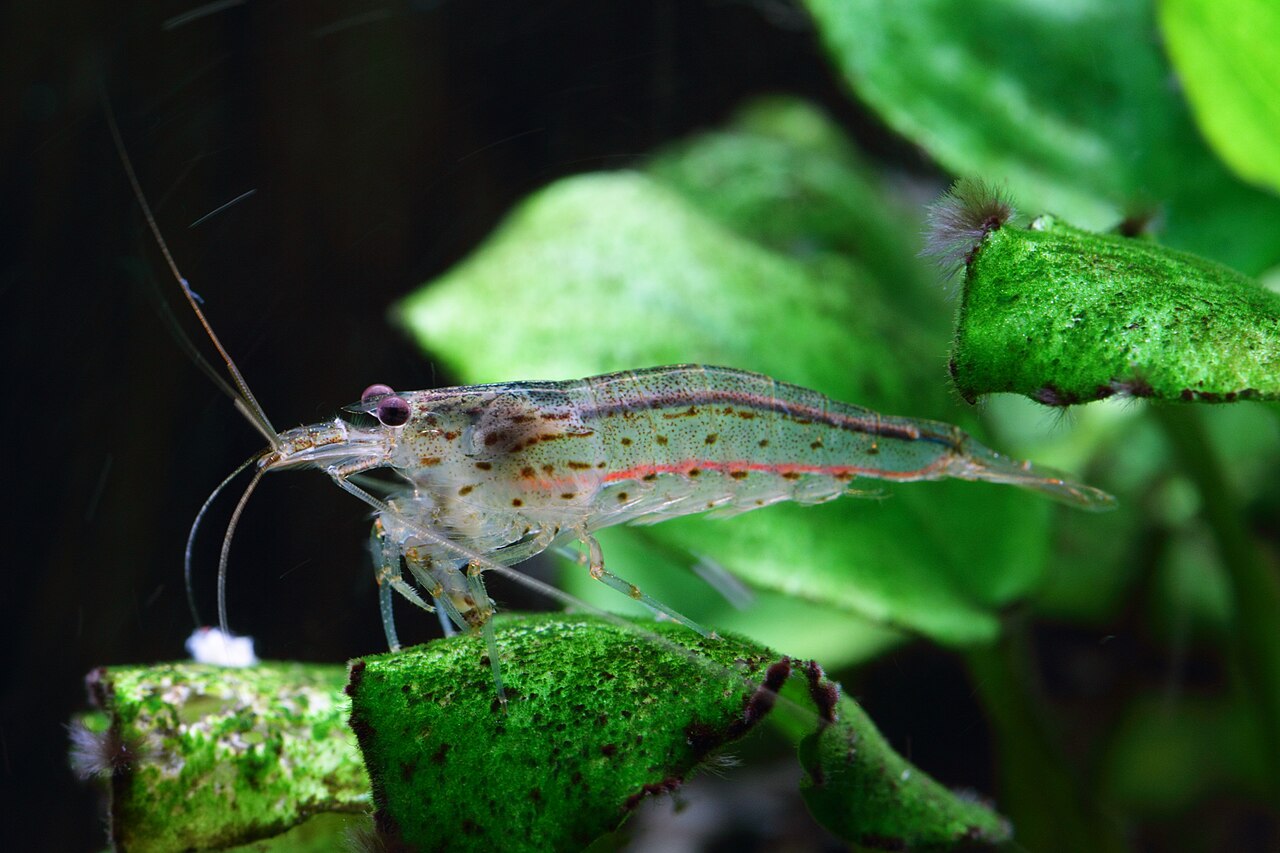 Amano Shrimp feeding on plant material in a freshwater aquarium