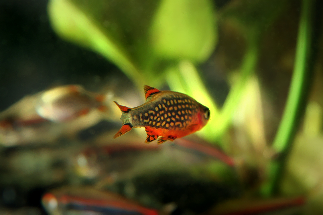 danio-swimming-away
