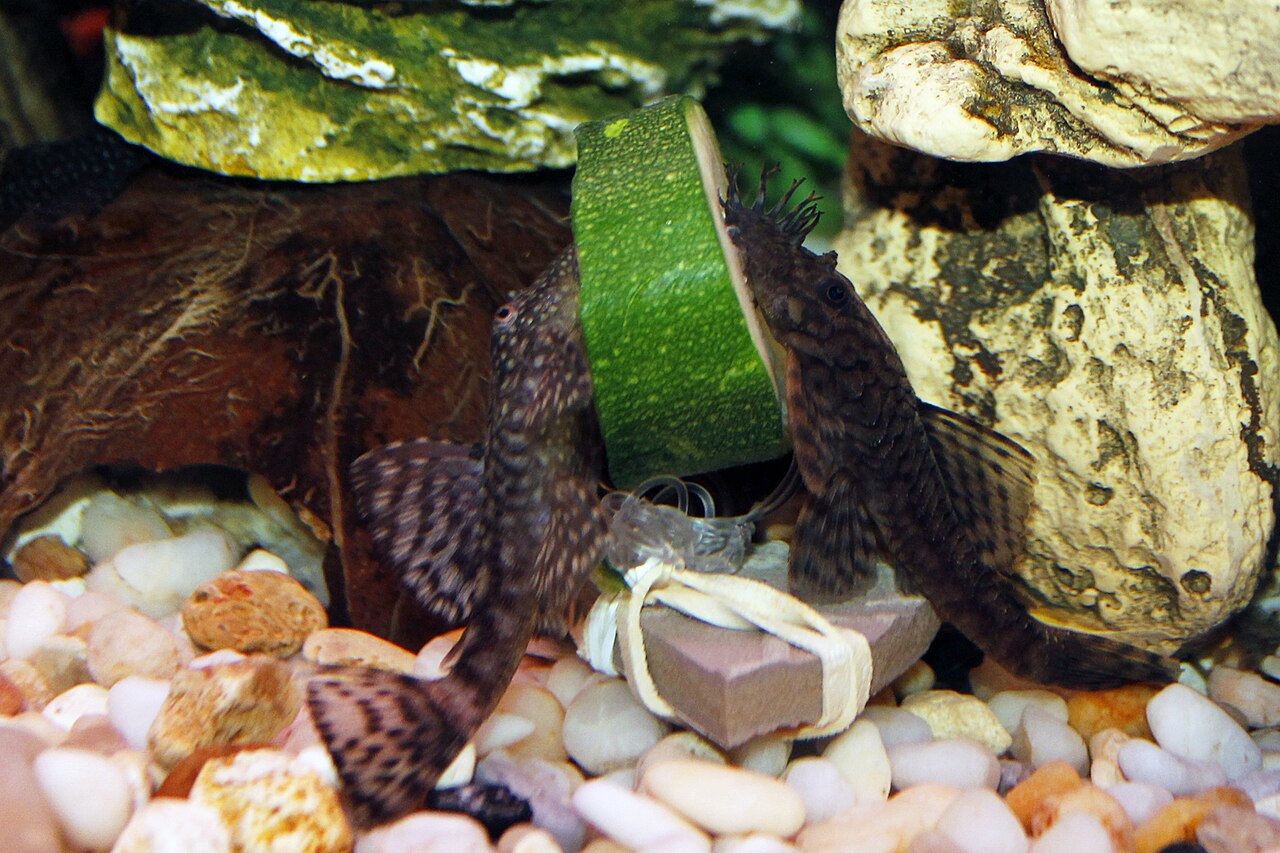 plecos-eating