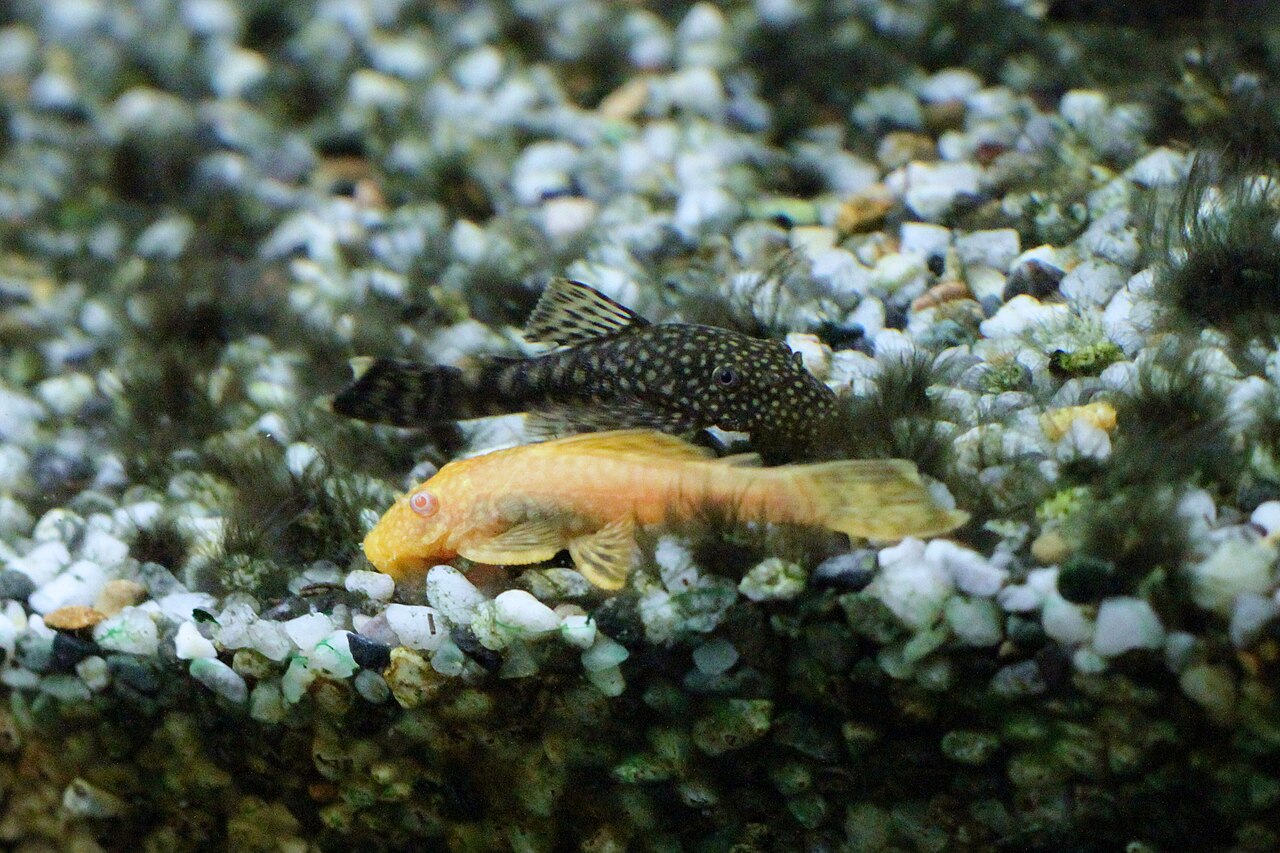 albino-pleco