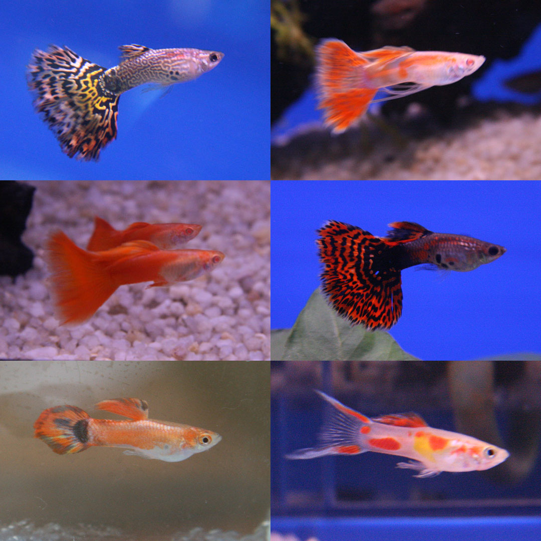 six-guppybreeds