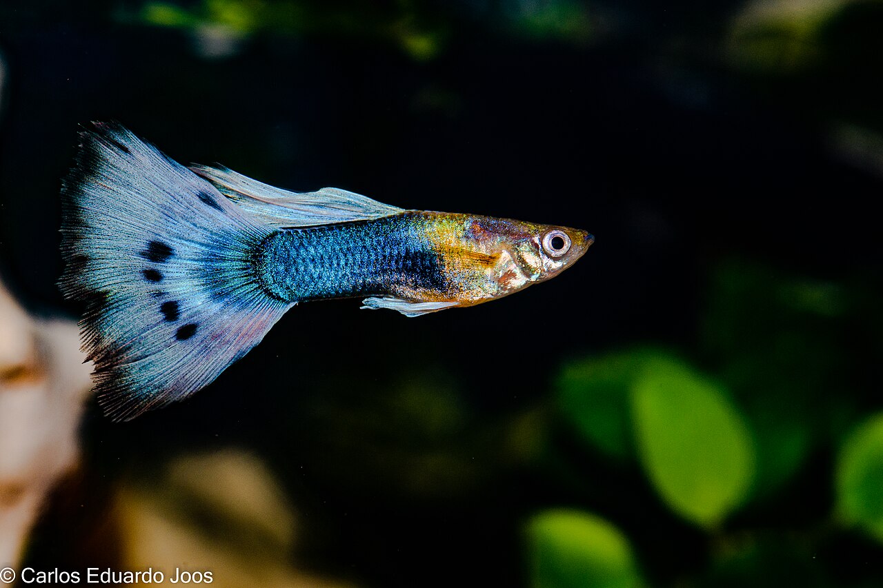 guppy