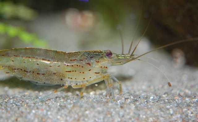 Amano-shrimp
