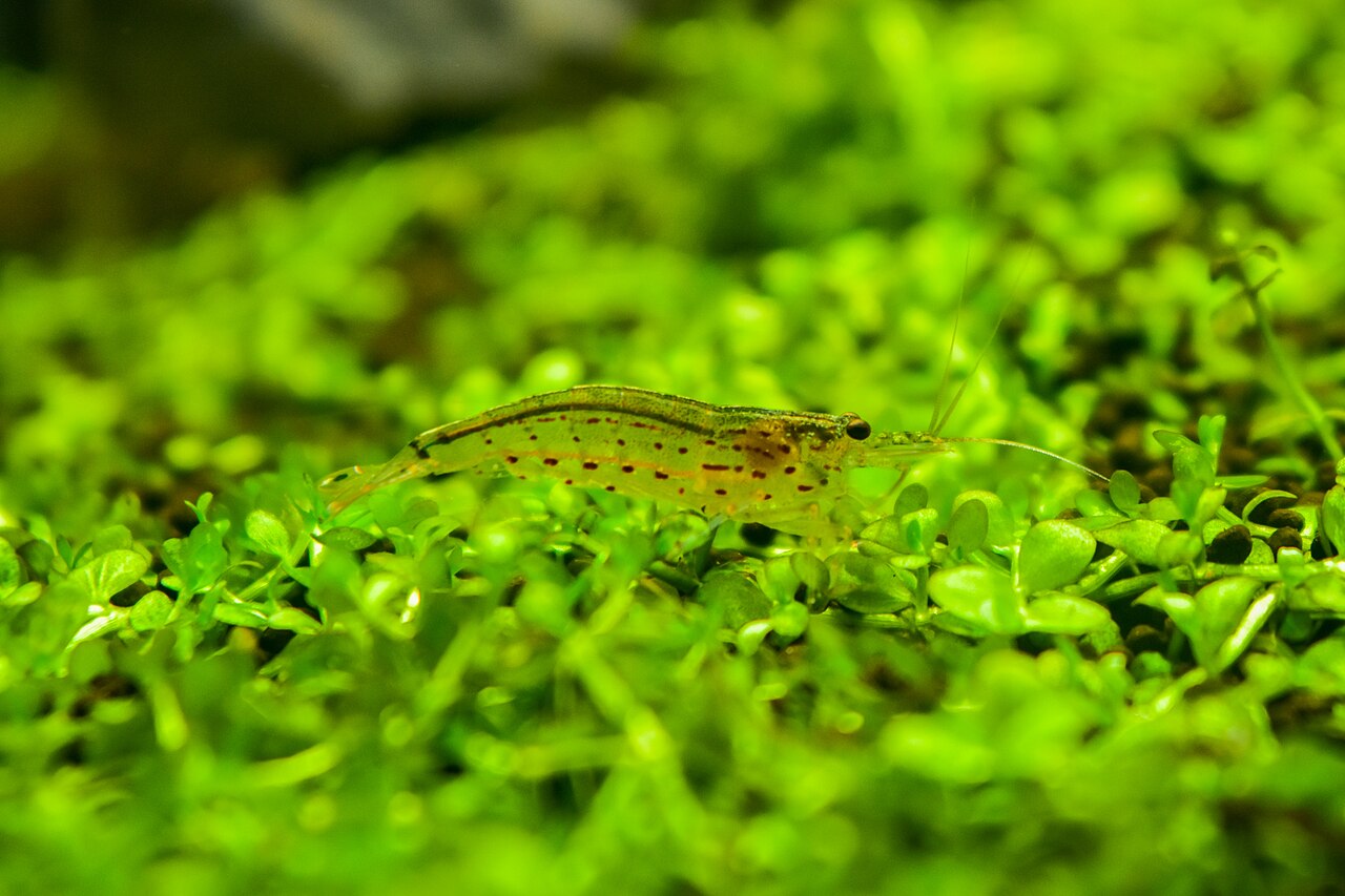 Amano-shrimp-feeding